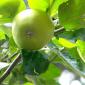 Appletree-Apfel-02