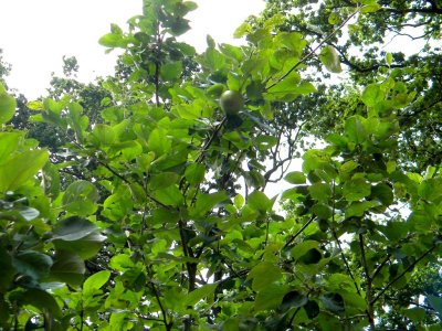 Appletree