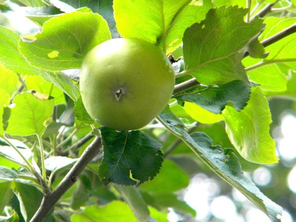 Appletree-Apfel-02