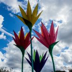 atmo-superbloom2025-9389